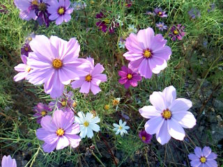 コスモスとさんた_d0039036_153738.jpg