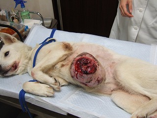 紀州犬のモモちゃん_b0059154_13423639.jpg