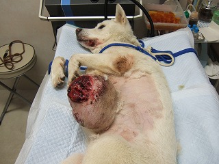 紀州犬のモモちゃん_b0059154_134304.jpg