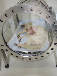紀州犬のモモちゃん_b0059154_13445268.jpg