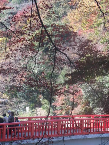 香嵐渓の紅葉と川安のうなぎ_a0132056_19405166.jpg