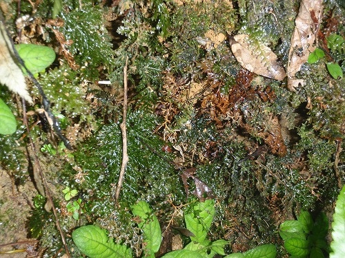 c0180460_33786.jpg