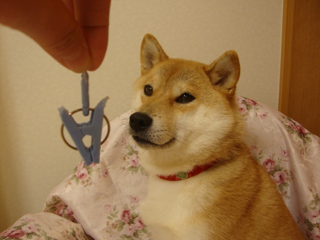 失ったやる気は・・・_a0126590_23404270.jpg