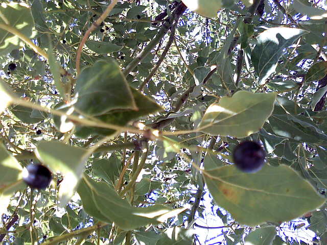 c0037701_23124480.jpg