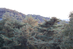 e0154202_19964.jpg