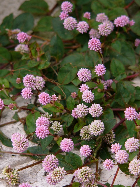 a0123003_14373965.jpg
