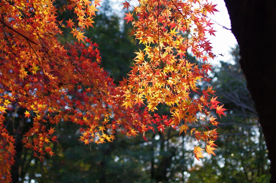 足底腱膜炎と平林寺の紅葉狩_c0187503_23101795.jpg