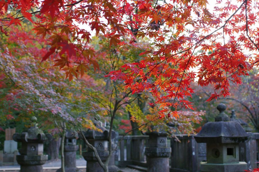 足底腱膜炎と平林寺の紅葉狩_c0187503_23111760.jpg