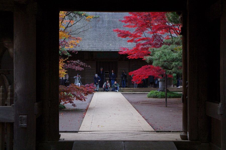 足底腱膜炎と平林寺の紅葉狩_c0187503_23143547.jpg