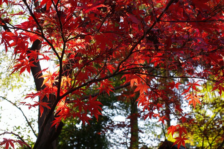 足底腱膜炎と平林寺の紅葉狩_c0187503_2385792.jpg