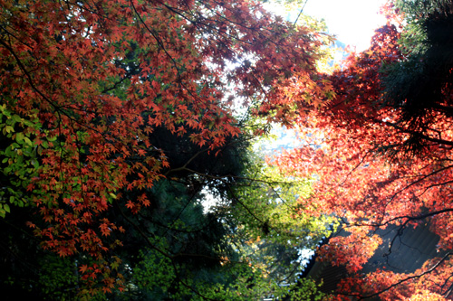 パワースポット☆大雄山最乗寺で紅葉狩りぉ散歩！_c0011204_1844892.jpg