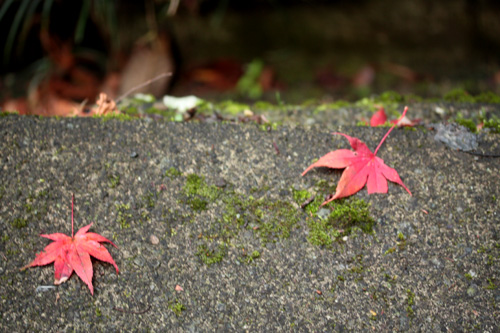 紅葉の大雄山・最乗寺でまったり・・・ぉ散歩2_c0011204_21584854.jpg