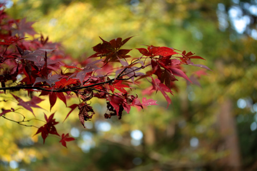 紅葉の大雄山・最乗寺でまったり・・・ぉ散歩2_c0011204_223348.jpg