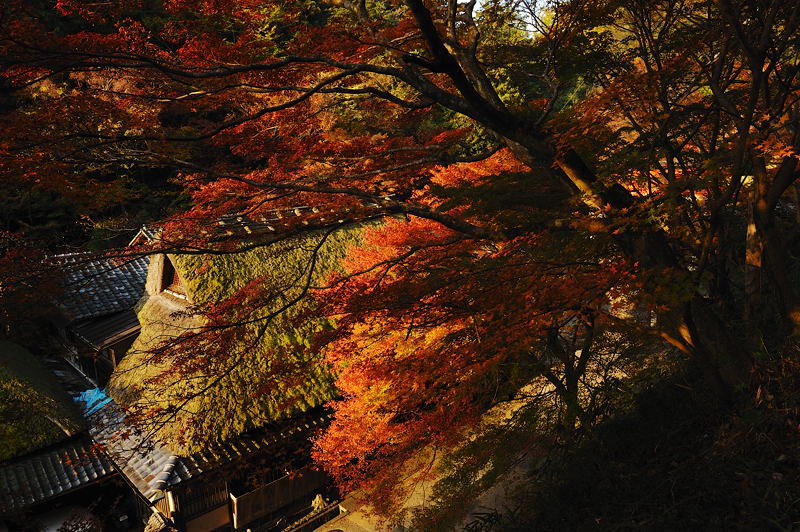 2009・京都の紅葉 嵯峨鳥居本_f0032011_1971453.jpg