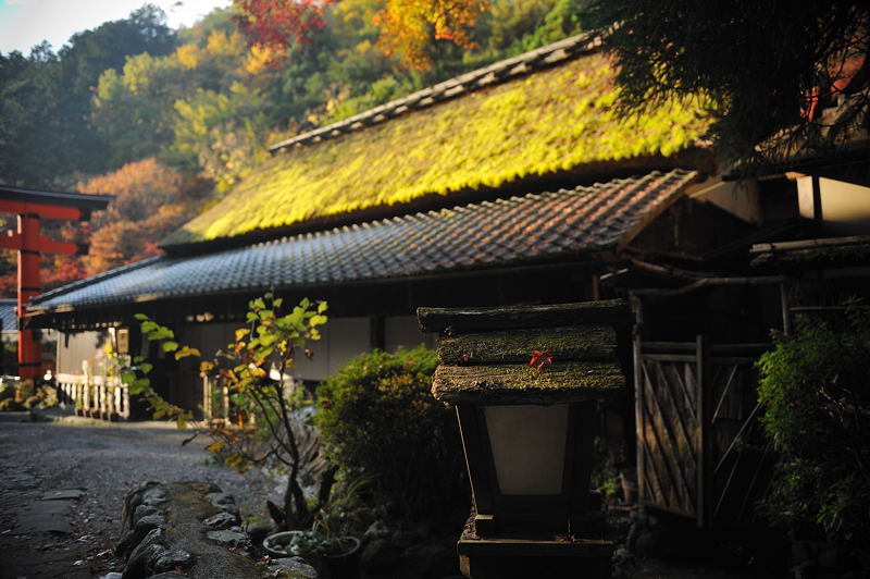 2009・京都の紅葉 嵯峨鳥居本_f0032011_1975876.jpg