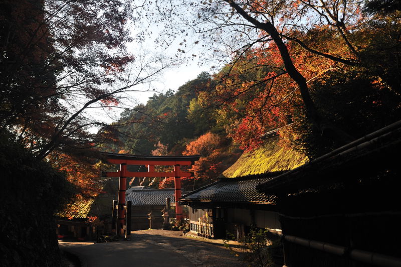 2009・京都の紅葉 嵯峨鳥居本_f0032011_1985670.jpg