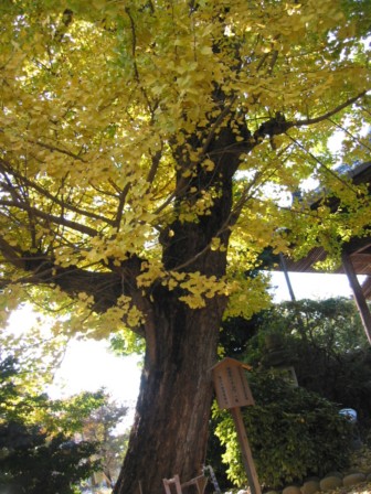 「黄葉まつり」_a0120513_18414550.jpg