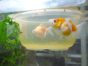 金魚を隔離 鈴白は日々つつがなく 金魚を隔離 鈴白は日々つつがなく