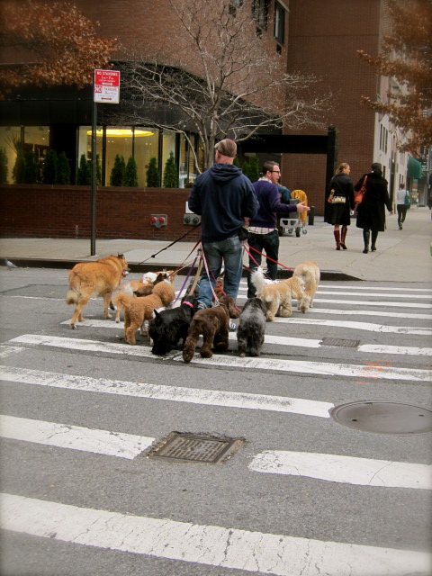 犬の散歩もここまで来たか〜？_c0120817_12262973.jpg