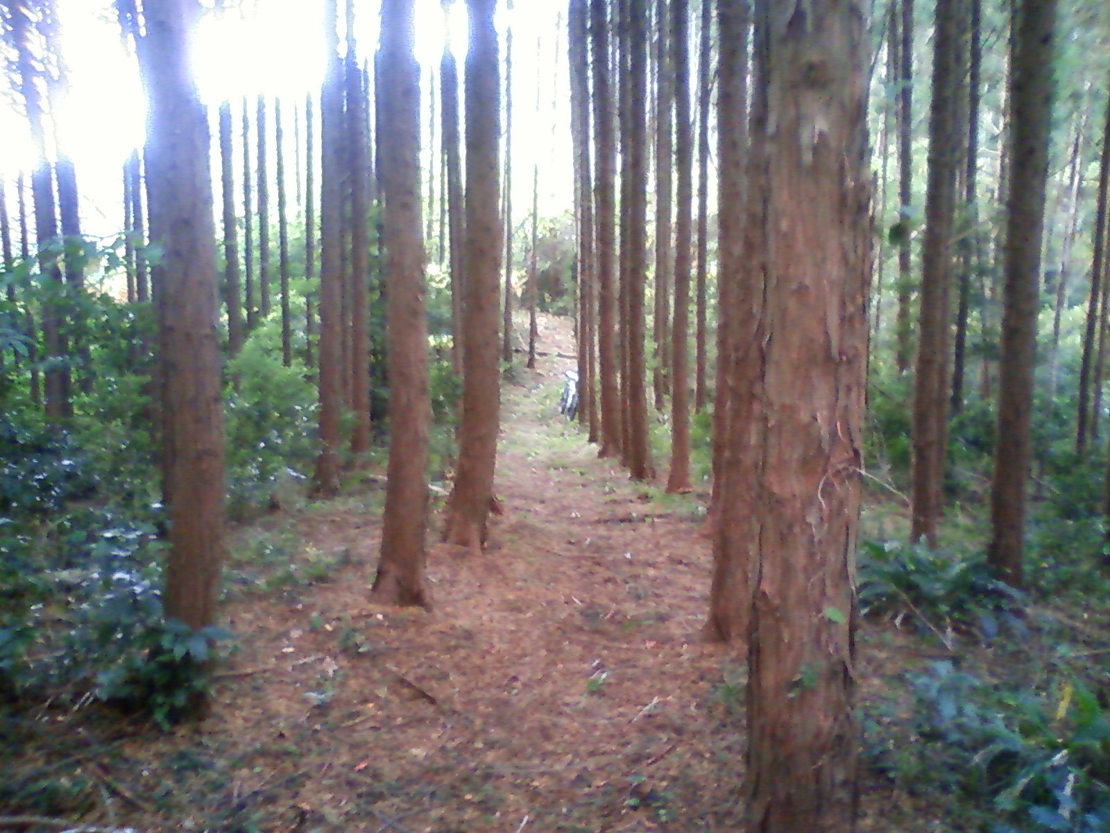 e0138939_22101442.jpg