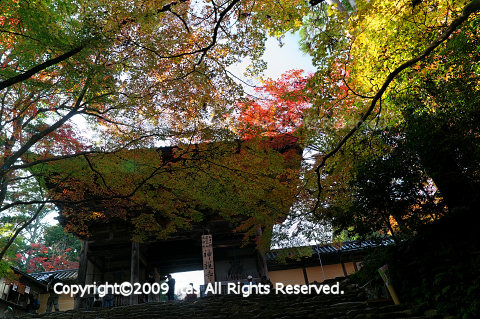 東福寺・高雄・神護寺(の手前)_b0029540_20364575.jpg