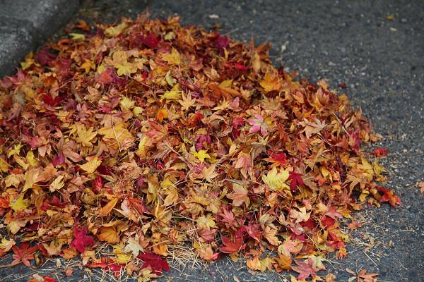 晩秋の高野山を歩く（５）　散り紅葉_f0140054_185255.jpg