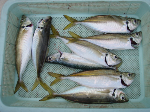 明日は釣り大会_a0077071_17182896.jpg