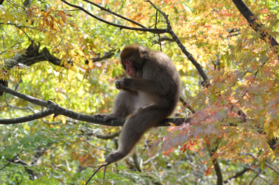 京都に行ってきました_e0171573_16213970.jpg