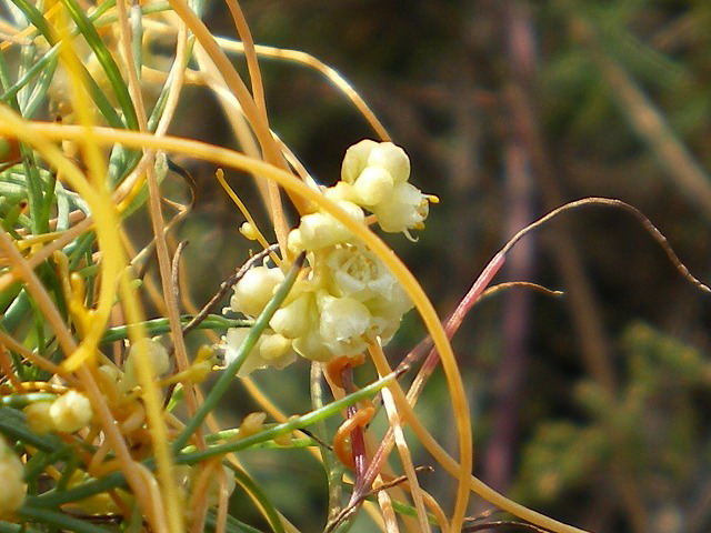 アメリカネナシカズラの花 自然風の自然風だより