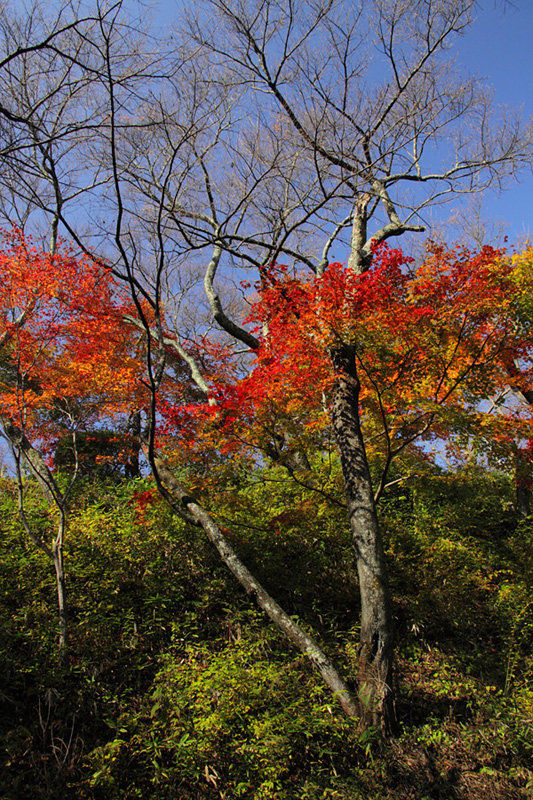 09.10.31：入笠山から高遠城跡、出早公園、阿弥陀寺へ３_c0007190_18523667.jpg