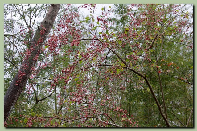 専光寺浜～普正寺の森_f0079990_10374874.jpg