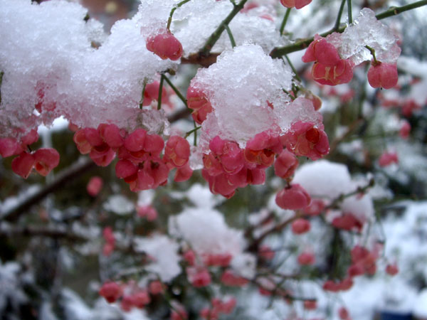 初の雪景色は、マユミと餌台♪_a0136293_1613889.jpg