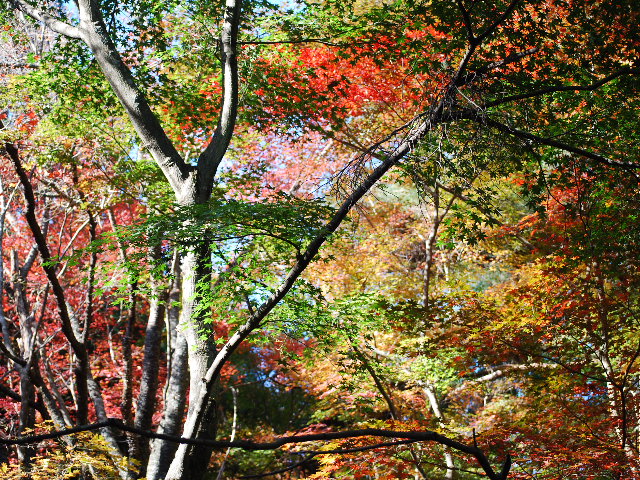 修善寺の紅葉は?_f0101201_21485328.jpg