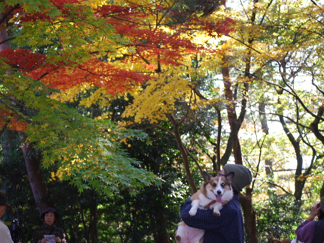 修善寺の紅葉は?_f0101201_21582464.jpg