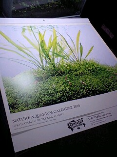 速報!ADAカレンダー入荷!_b0141806_1150683.jpg
