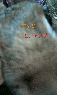ハナちゃんとお揃い_c0225410_084313.jpg