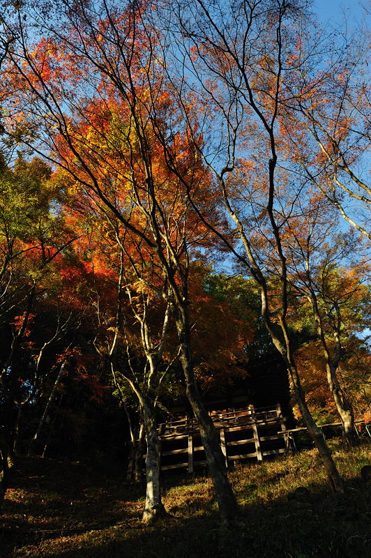 2009・京都の紅葉 愛宕念仏寺_f0032011_1655974.jpg