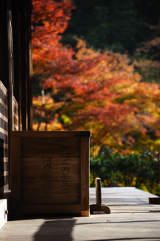 2009・京都の紅葉 愛宕念仏寺_f0032011_1661724.jpg