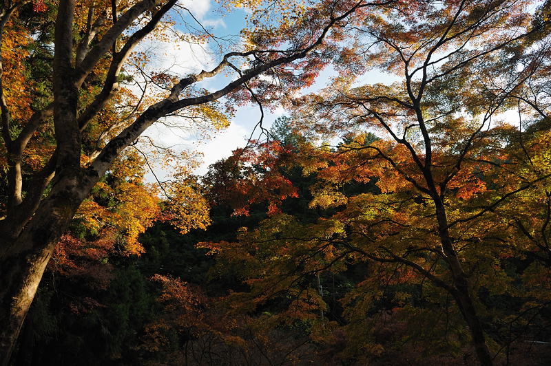 2009・京都の紅葉 愛宕念仏寺_f0032011_1663724.jpg