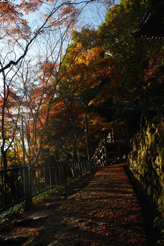 2009･京都の紅葉　愛宕念仏寺_f0032011_1665979.jpg