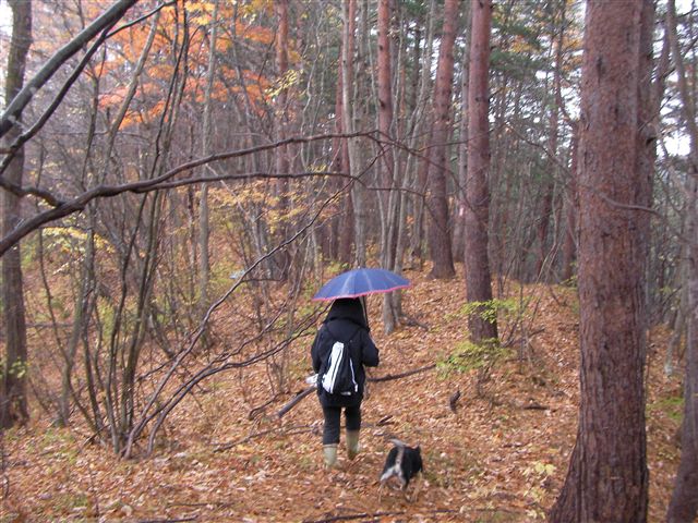 杭城山と座禅堂山・晩秋時雨の里山へ……(^.^)_a0127015_10362642.jpg