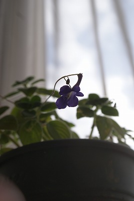 f0170524_1303262.jpg