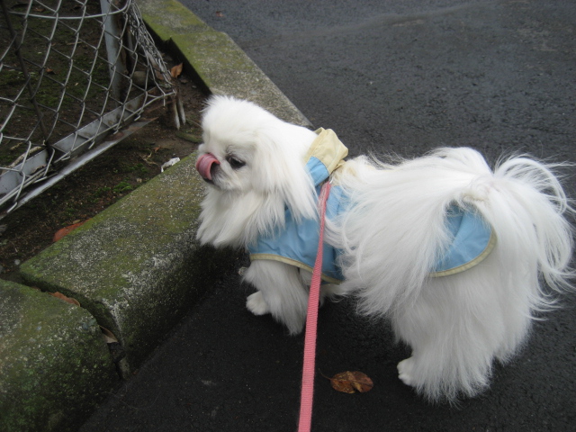 雨でしたか。_c0220927_164676.jpg