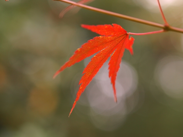 山田池公園（11/20)_e0173428_22581173.jpg