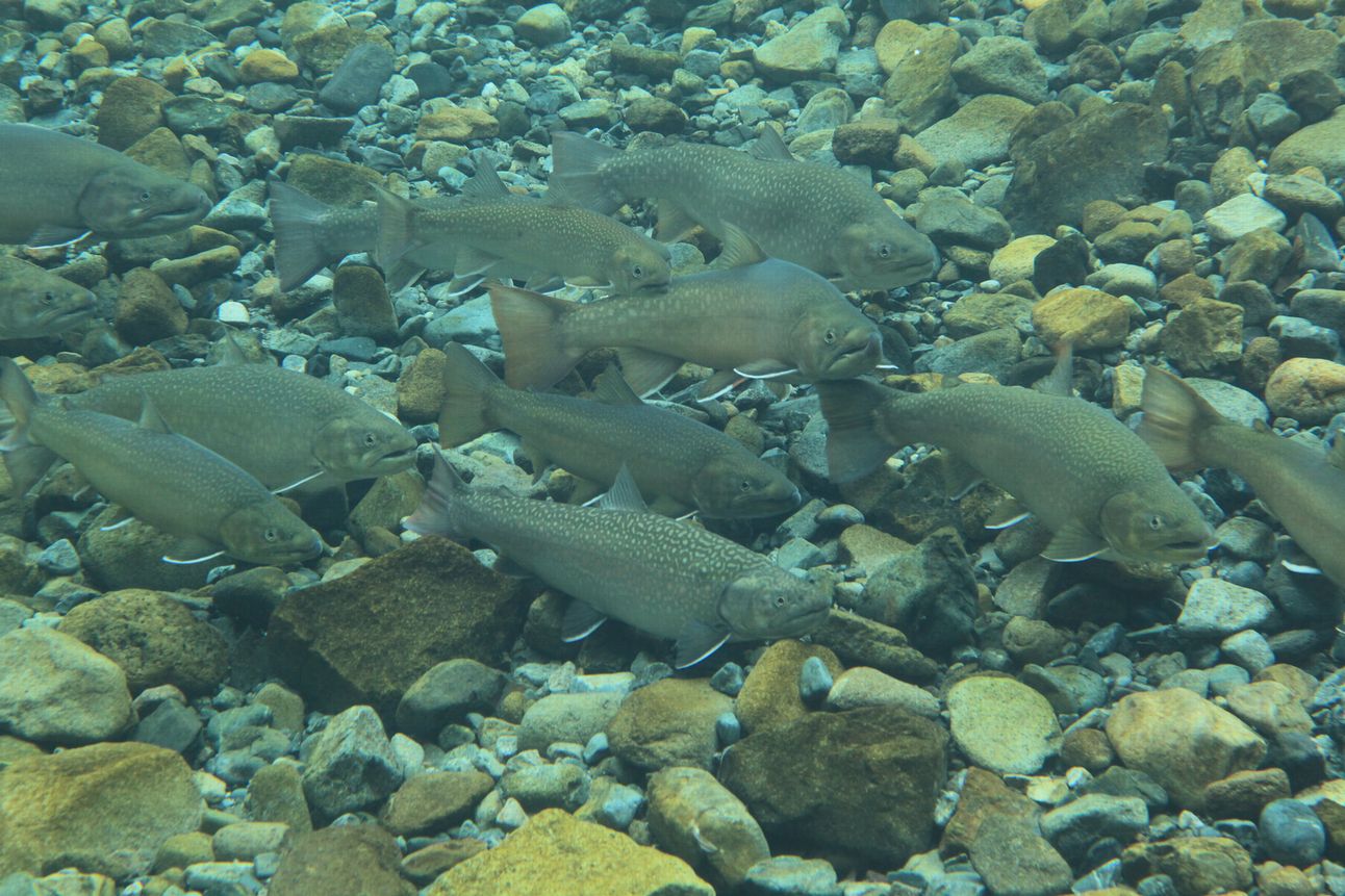 e0150433_15345467.jpg