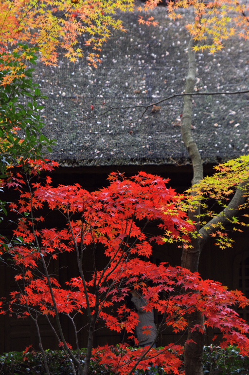 紅葉めぐり３　　平林寺_d0029744_1736672.jpg