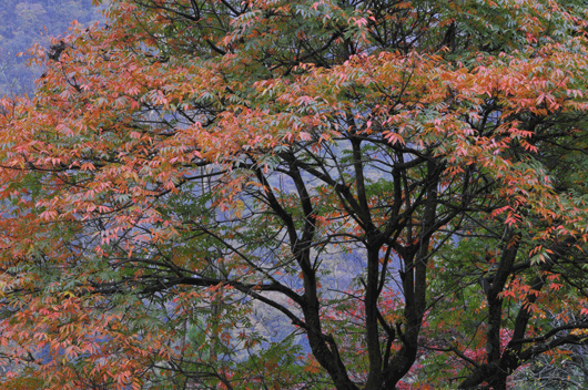 色あい_c0093046_7582472.gif