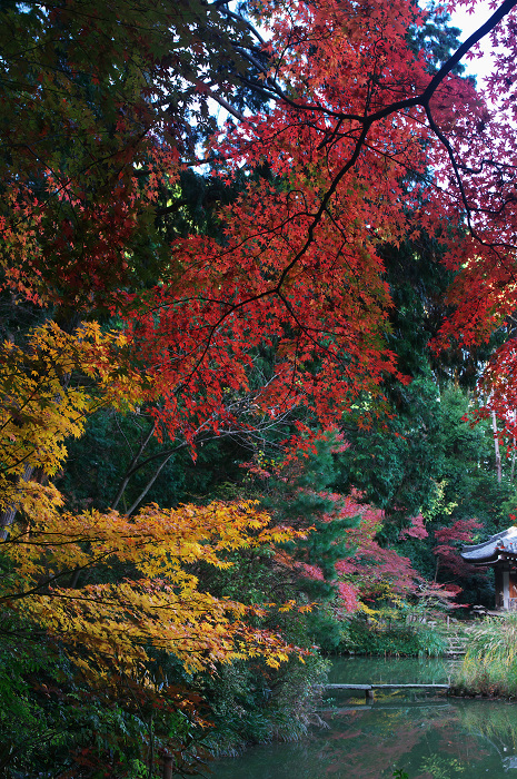 塔染まる浄瑠璃寺（加茂町）_f0155048_2334737.jpg