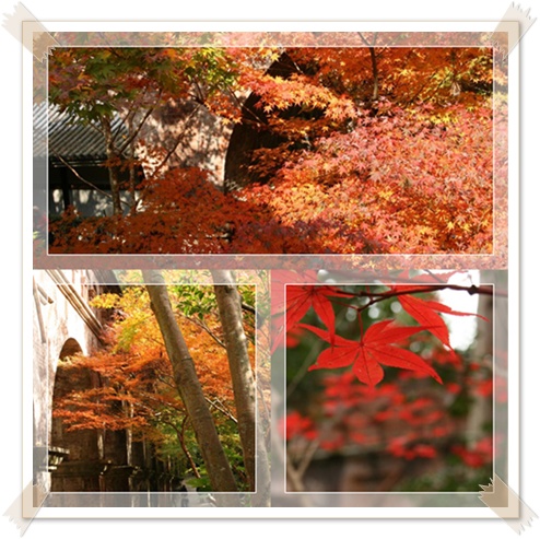 サイの近況と　遅ればせながらの紅葉_c0049950_8383898.jpg