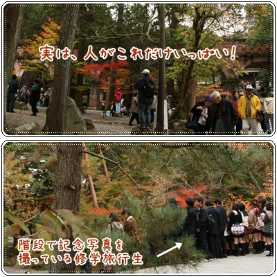 サイの近況と 遅ればせながらの紅葉_c0049950_8411968.jpg